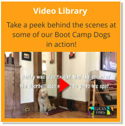 Video Library Take a peek behind the scenes at some of our Boot Camp Dogs  in action!